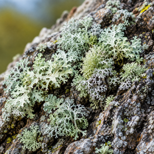 Lichen, a documented botanical source used in DocVites formulations